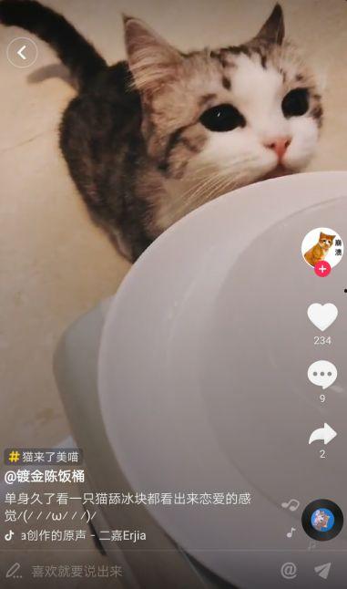 抖音网红猫吃瓜,萌态十足，抖音圈粉无数